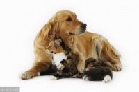 做宠物狗繁育怎么样啊