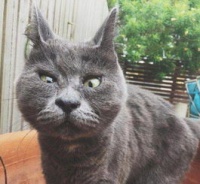 猫咪长期吃素可行吗？