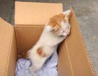 怎么给小猫做宠物狗粮呢