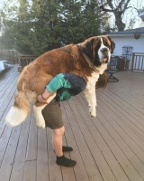 揭秘五黑犬的惊人成长：从幼犬到成犬，体重飙升的奥秘！