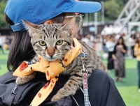 春节需求激增！“95后”女生9天接了100多单，能赚8500元