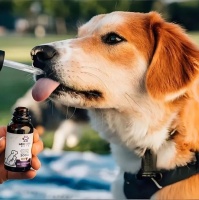 狗狗各阶段营养需求表:幼年、成年、老年、孕期全涵盖