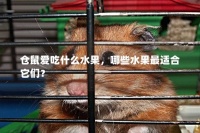仓鼠爱吃什么水果，哪些水果最适合它们？