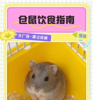 仓鼠怎么搭配吃饭的？仓鼠的饮食搭配有哪些注意事项？