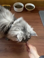 一天跑7单，90后女子春节兼职上门喂猫，日入三四百元