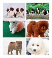 天津名气大的宠物店狗场CKU犬舍地址