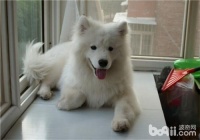 “狗狗消化不良，这几种药最管用！”