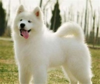 什么宠物游戏有萨摩耶的技能