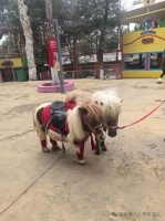 当矮脚马成为新晋顶流:一场席卷社交媒体的“萌宠经济”风暴