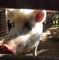 2男子潜入猪舍糟蹋母猪, 母猪大出血还患抑郁症