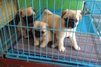 巴哥宠物狗零食怎么做的