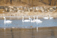 生態環境越來越好 村裏的大喇叭有了新內容 懷柔十鎮街倡議村民呵護“貴客”白天鵝
