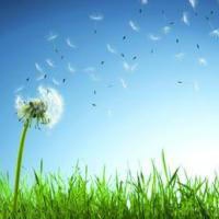 黑眉锦蛇简介 广蛇有没有毒→买购APP