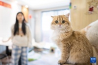 焦点丨新春将至，“毛孩子”们怎么过节？