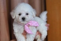 比熊幼犬喂养指南：科学配比，定时定量。