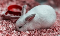 兔子爱吃胡萝卜？这个骗了全世界的谣言，正在慢慢杀死宠物兔！