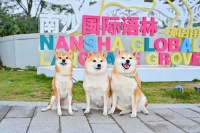 湾区首届萌宠赛南沙启动！国际宠物社区同步揭牌