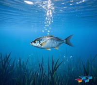 观赏鱼养护秘籍，宠物医院指南，猫咪玩具驱虫大全