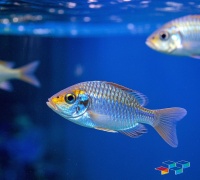 观赏鱼养护到宠物殡葬，一站式解决宠物健康难题