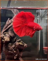 泰国斗鱼成长全过程：从0.03mm卵到8cm成鱼，11周闯关指南