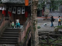 萌宠欢聚话团圆 西岭宿集森犬乐园首启新春宠趣盛宴—顶端新闻