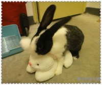 家养宠物攻略游戏：宠物 家养