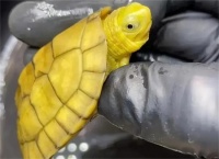 小龟刚到新家怎么处理？告诉你4个方法