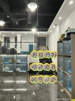 泉州买英短蓝金猫哪里比较安全？这里性价比高还能亲临现场挑选宠物【官方店铺】