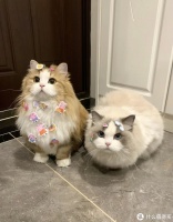 养宠物需要知道的5个基本知识！你知道几个？