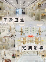 天津买英短蓝金猫在哪里买靠谱又便宜？这里性价比高还能亲临现场挑选宠物【官方店铺】