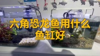 恐龙鱼用什么鱼缸养最好活