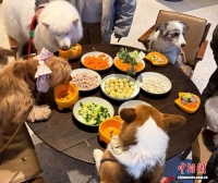 （新春走基层）从玩伴到“家人” 浙江“它经济”新春暖意浓