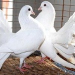 免费照片： 几内亚, 猪, 宠物, 缸