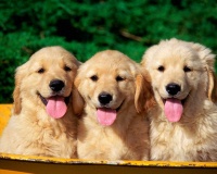 手感最好的宠物