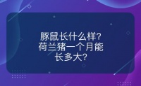 豚鼠长什么样?荷兰猪一个月能长多大?