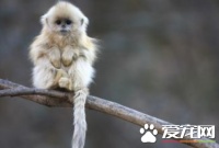 养猴子合法吗 养猴犯法生病还易传染人