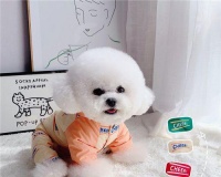 小狗狗洗澡指南（如何给你的宠物狗洗澡）