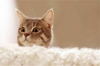 猫咪上呼吸道感染防治的几个措施