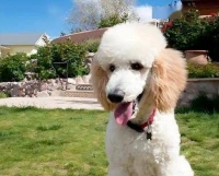 养狗人的真心话：6大好处VS6大坏处，看完再决定养不养！