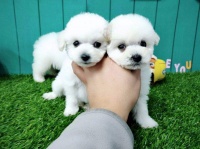 这5种狗运动量非常小，空闲时间少的宠主，可以试试，超轻松