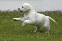 宠物饮食：鸡蛋白适合小狗食用吗？