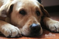 怎么看宠物狗是健康的呢