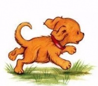 为了狗狗的健康，请耐心看完这十条狗狗健康建议，绝对受益匪浅