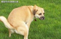 狗狗为何偏爱肝脏？揭秘宠物饮食偏好