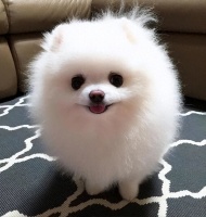 狗狗挑食吃什么狗粮好？2026 狗粮品牌优选