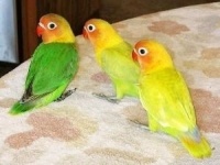 家养牡丹鹦鹉为何不生蛋？