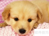 养狗卫生必备注意事项