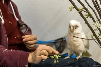 养文鸟要遛鸟吗？别跟风！这 3 种情况遛鸟反而害了它