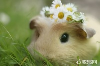 仓鼠幼鼠喂养方法