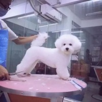 宠物猫怎么美容剪毛